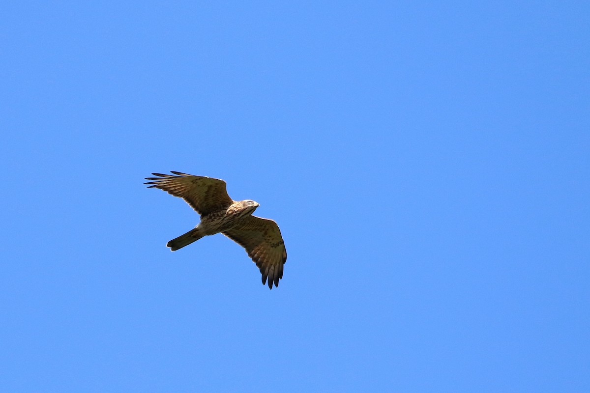 Gray-faced Buzzard - ML187680441