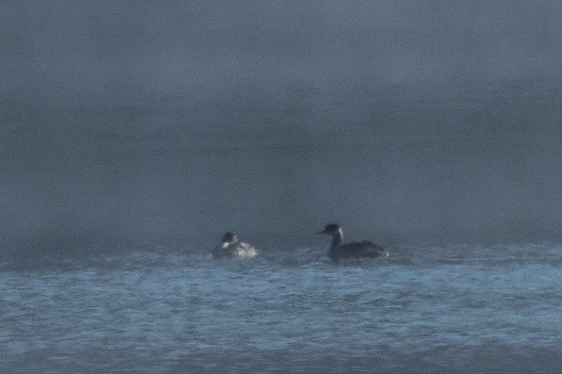 Red-necked Grebe - ML187681781