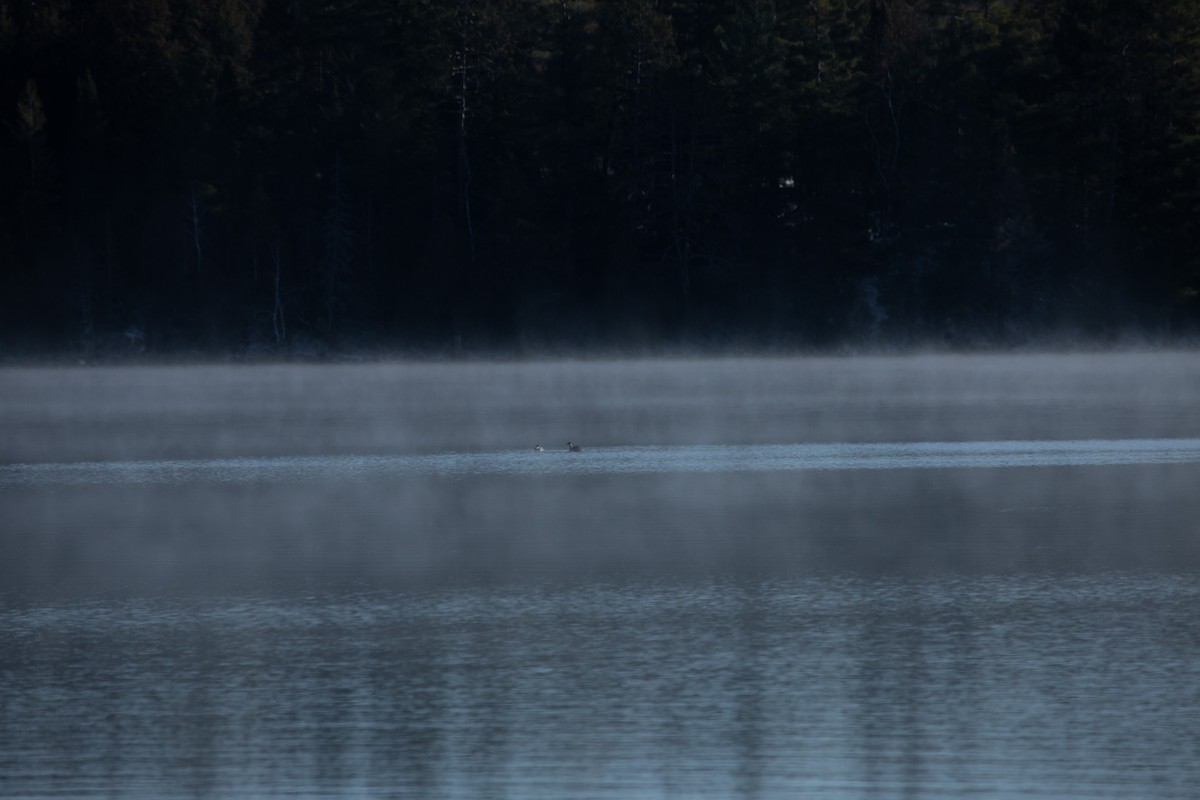 Red-necked Grebe - ML187681821