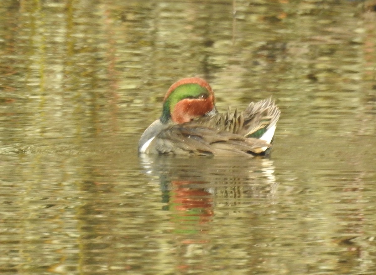 Green-winged Teal - ML187682051