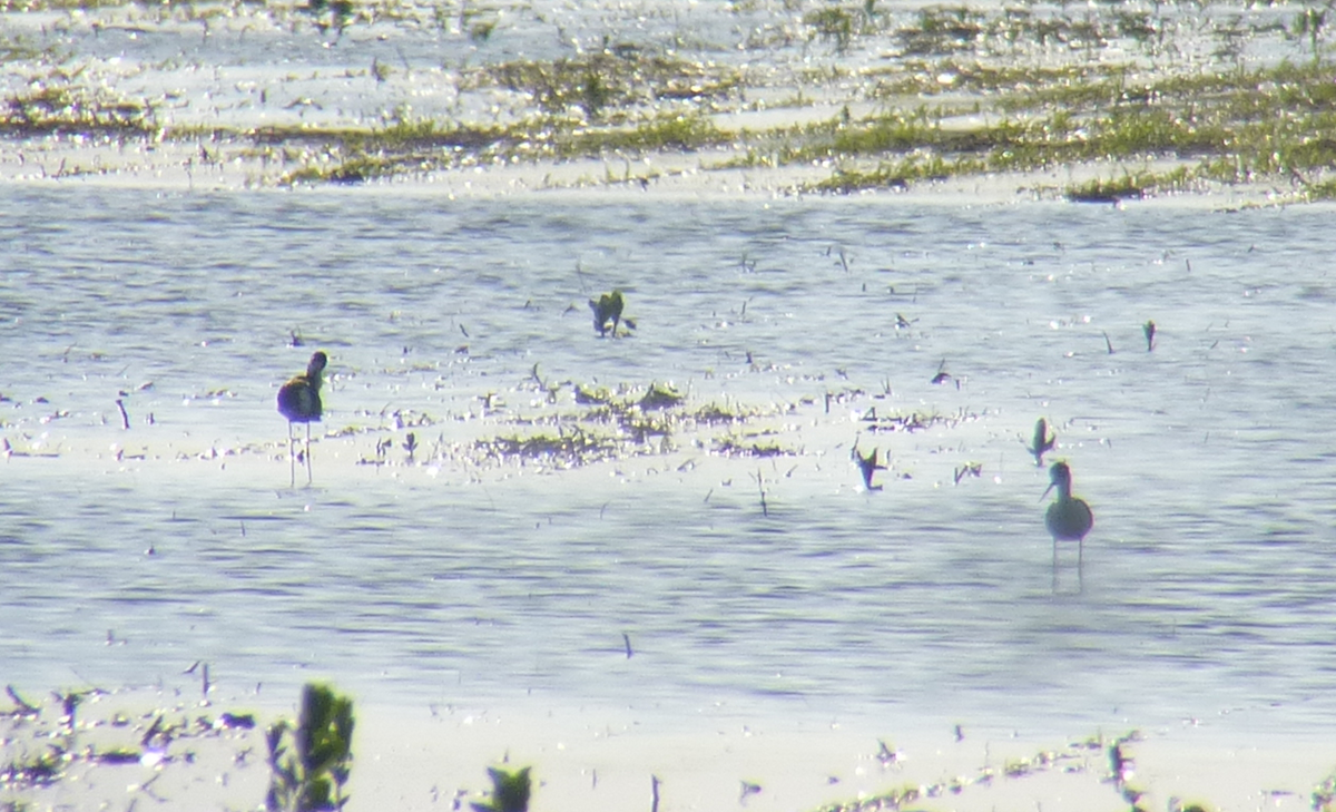 Black-necked Stilt - ML187684391