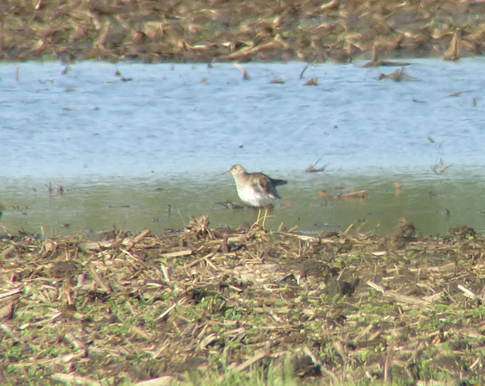 Upland Sandpiper - ML187684501