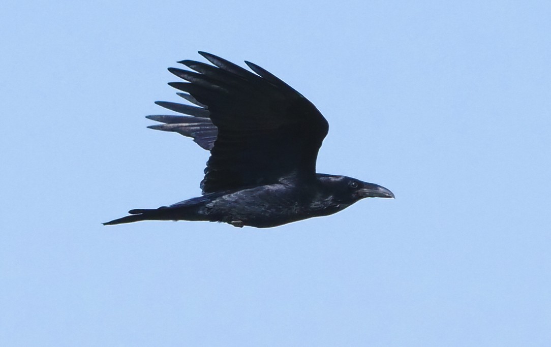 ravn - ML187685231