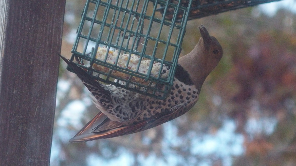 Northern Flicker - Rita Stowell