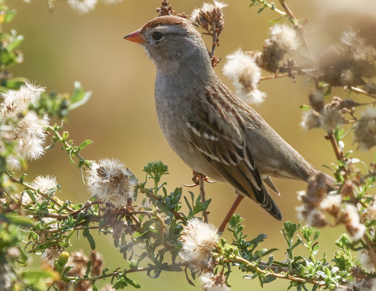 White-crowned Sparrow - ML187686271