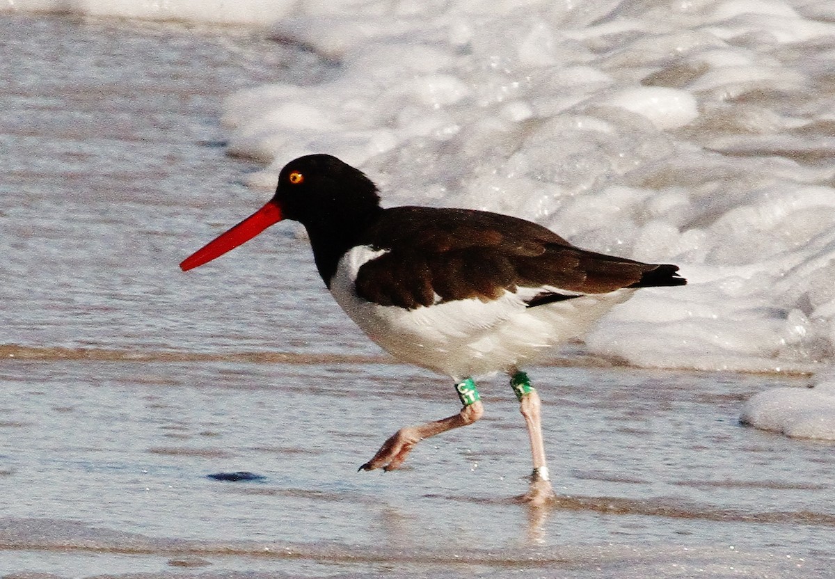 アメリカミヤコドリ - ML187686711