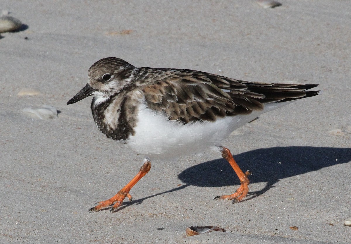 キョウジョシギ - ML187687011