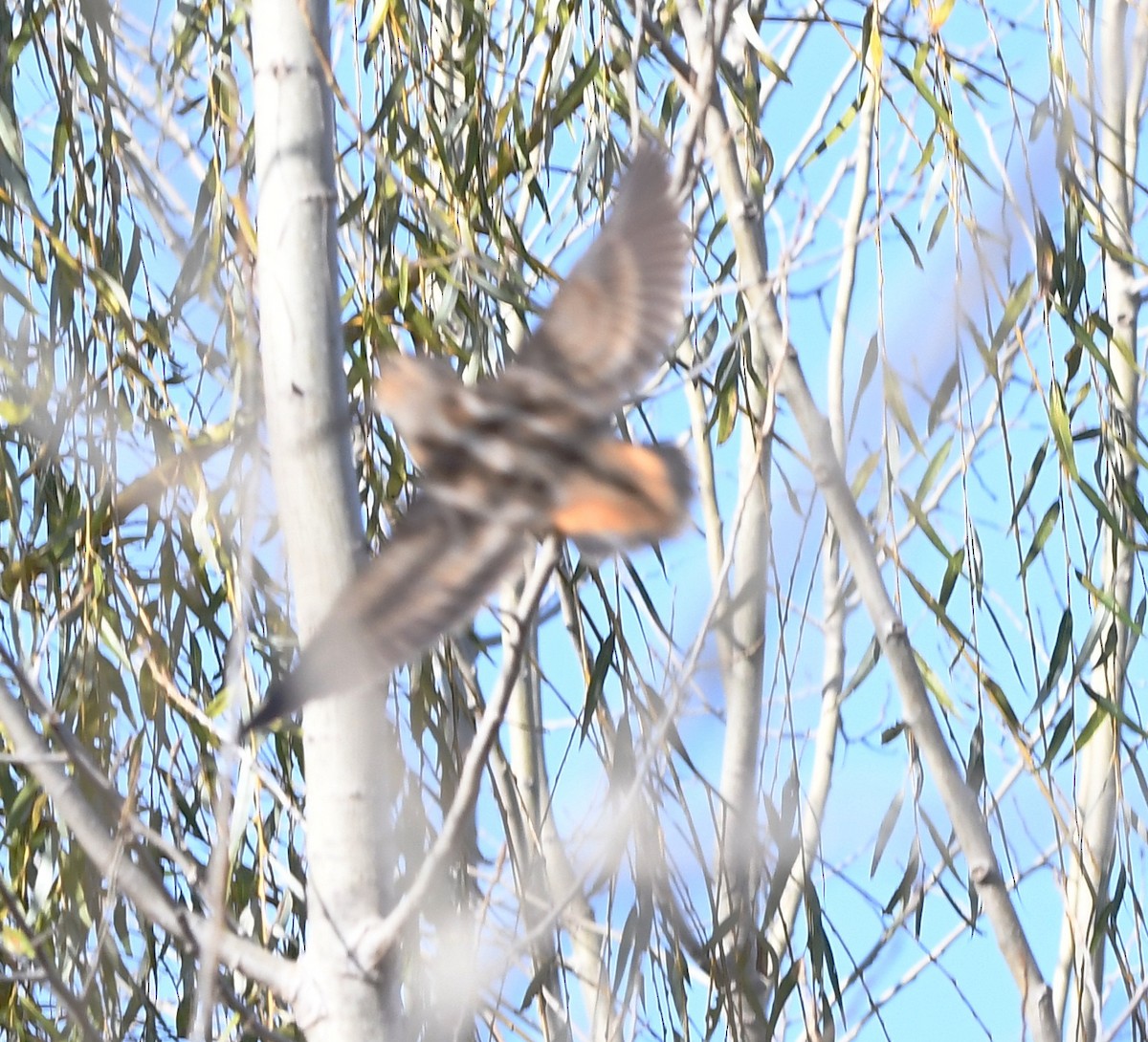 American Woodcock - ML187690341
