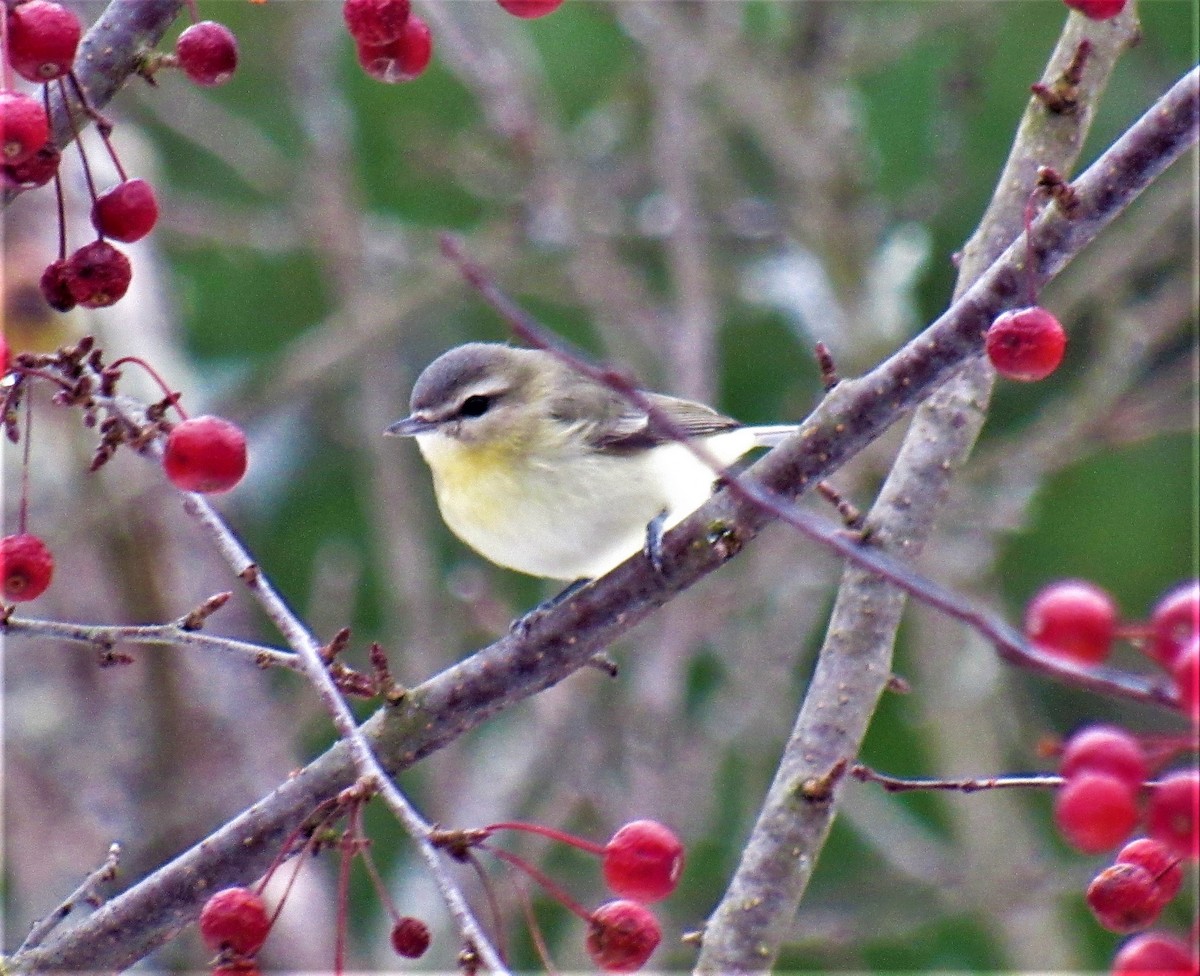 Philadelphia Vireo - Joseph Pumford