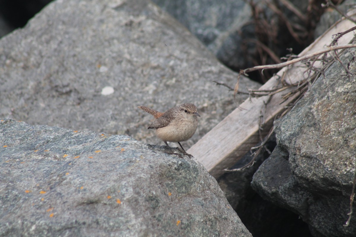 Rock Wren - ML187692511