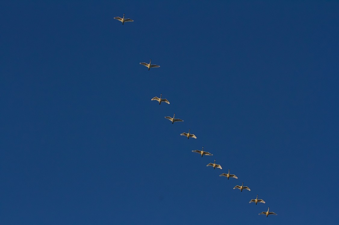 Tundra Swan - ML187692601