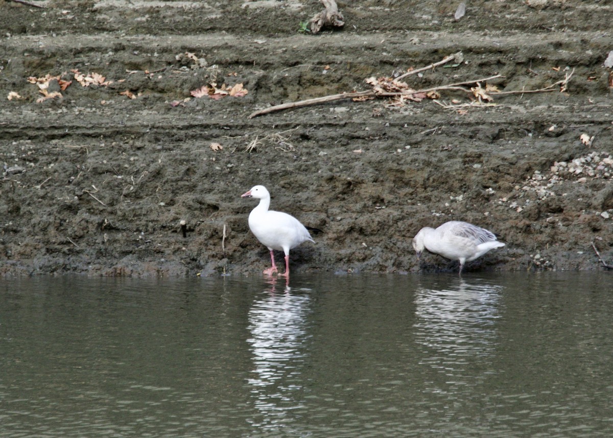 Snow Goose - ML187694941