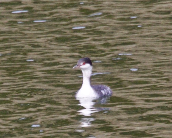 Horned Grebe - ML187695311