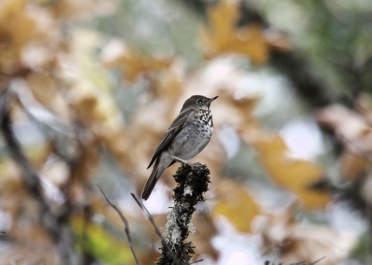 Hermit Thrush - ML187696081