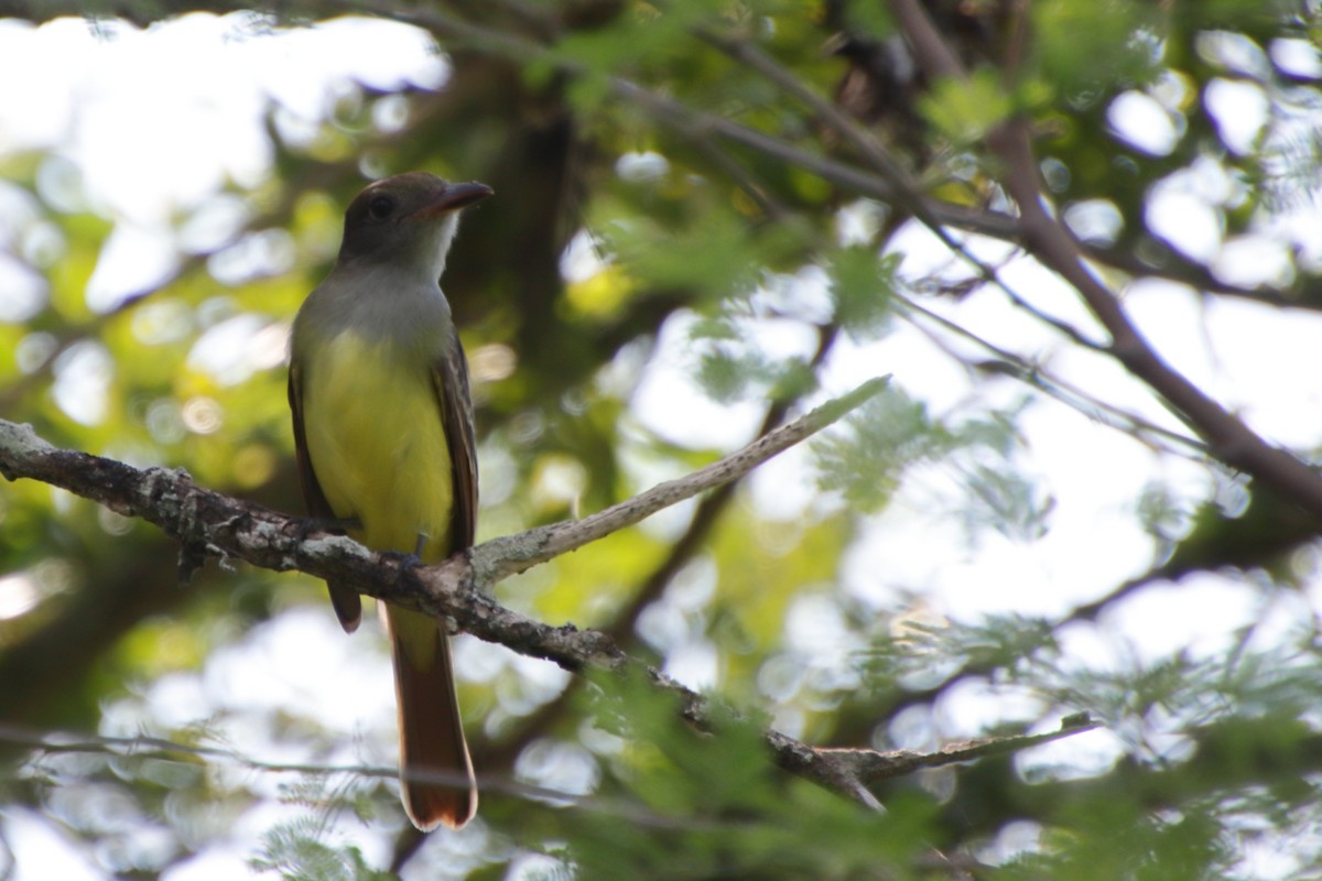 Great Crested Flycatcher - ML187696261