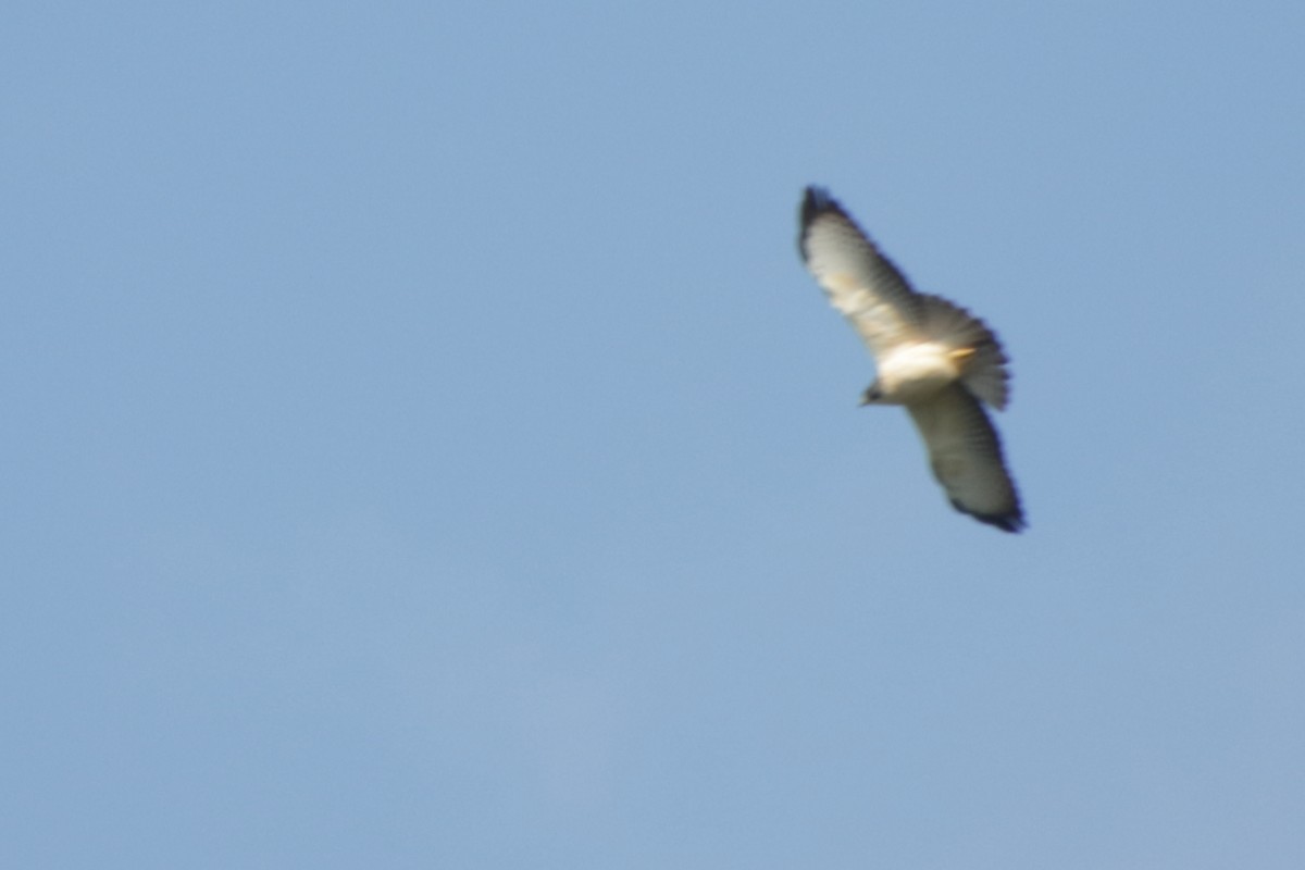 Short-tailed Hawk - Ligia y Carlos Marroquín Pimentel