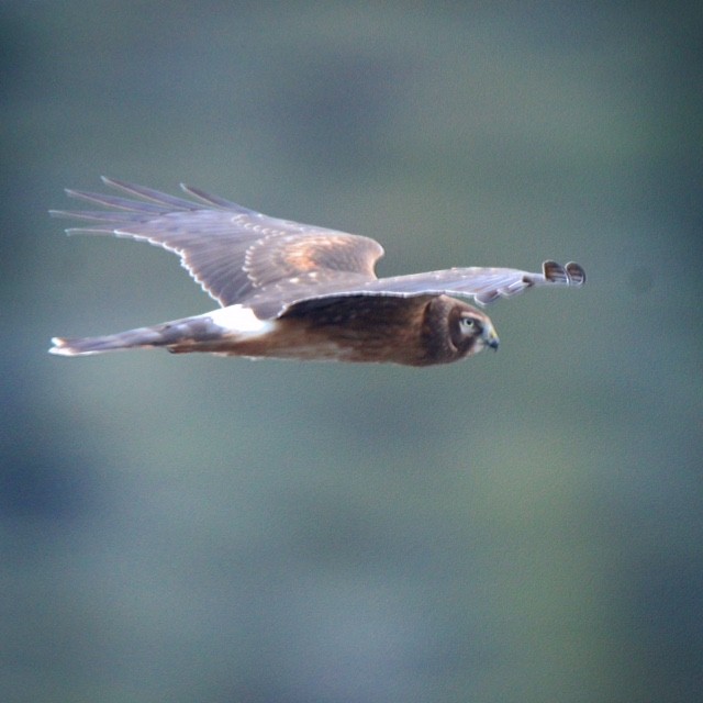 Northern Harrier - ML187698611