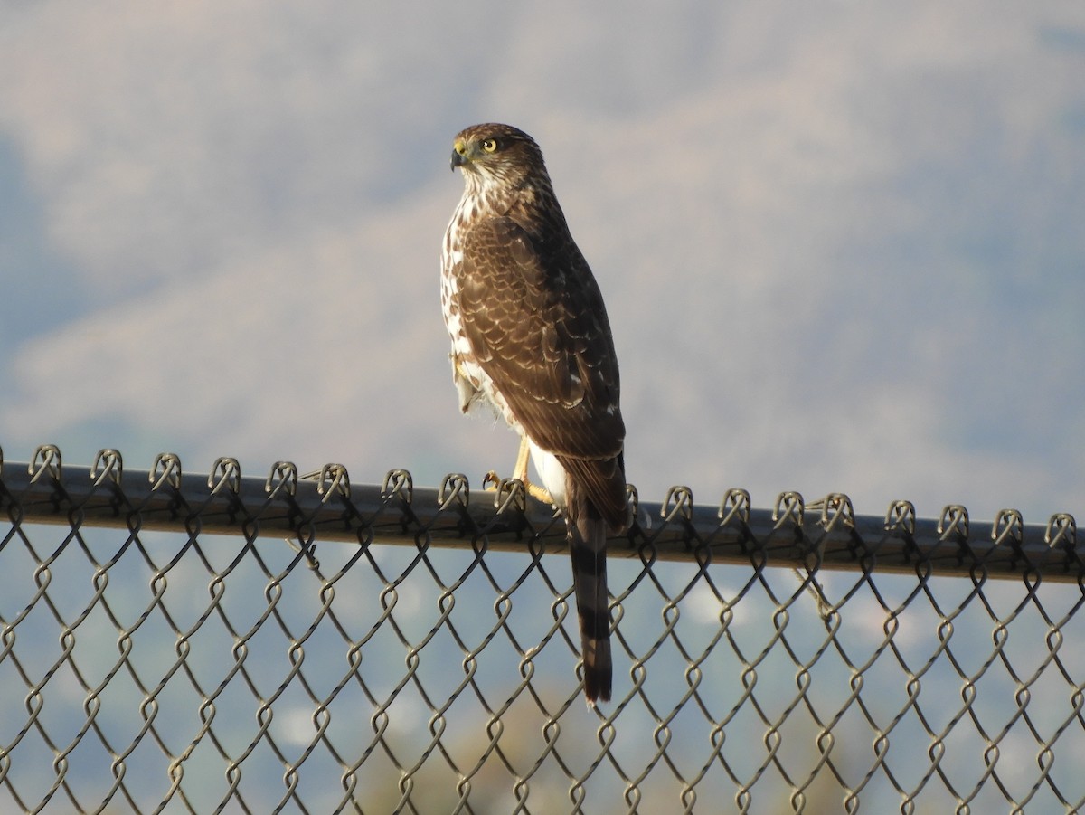 Cooper's Hawk - ML187698981