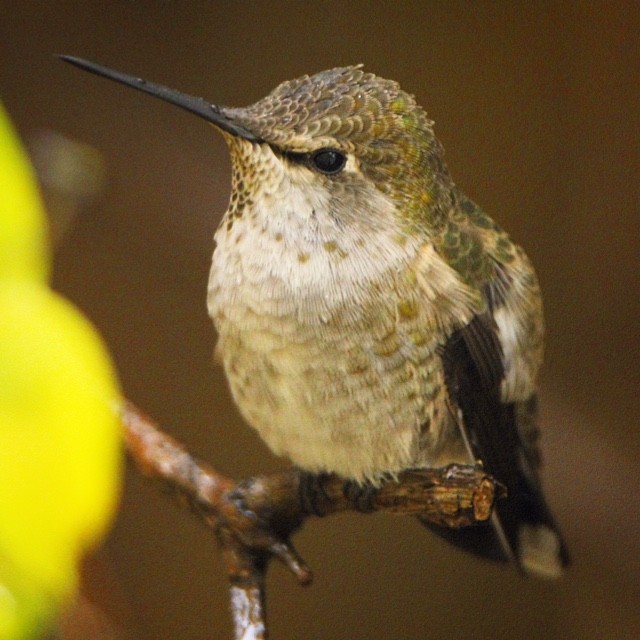 Anna's Hummingbird - ML187699261