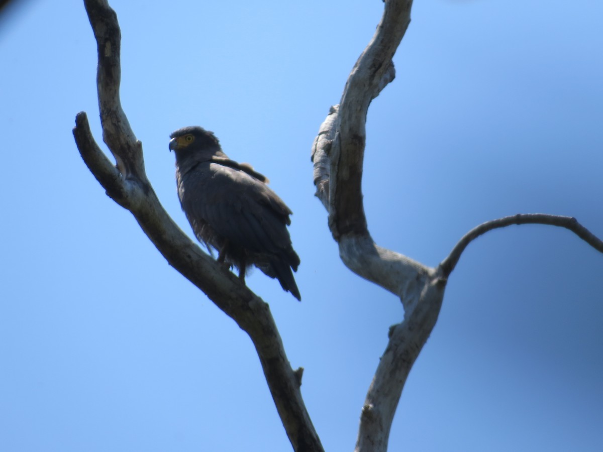 Crested Serpent-Eagle - ML187700721
