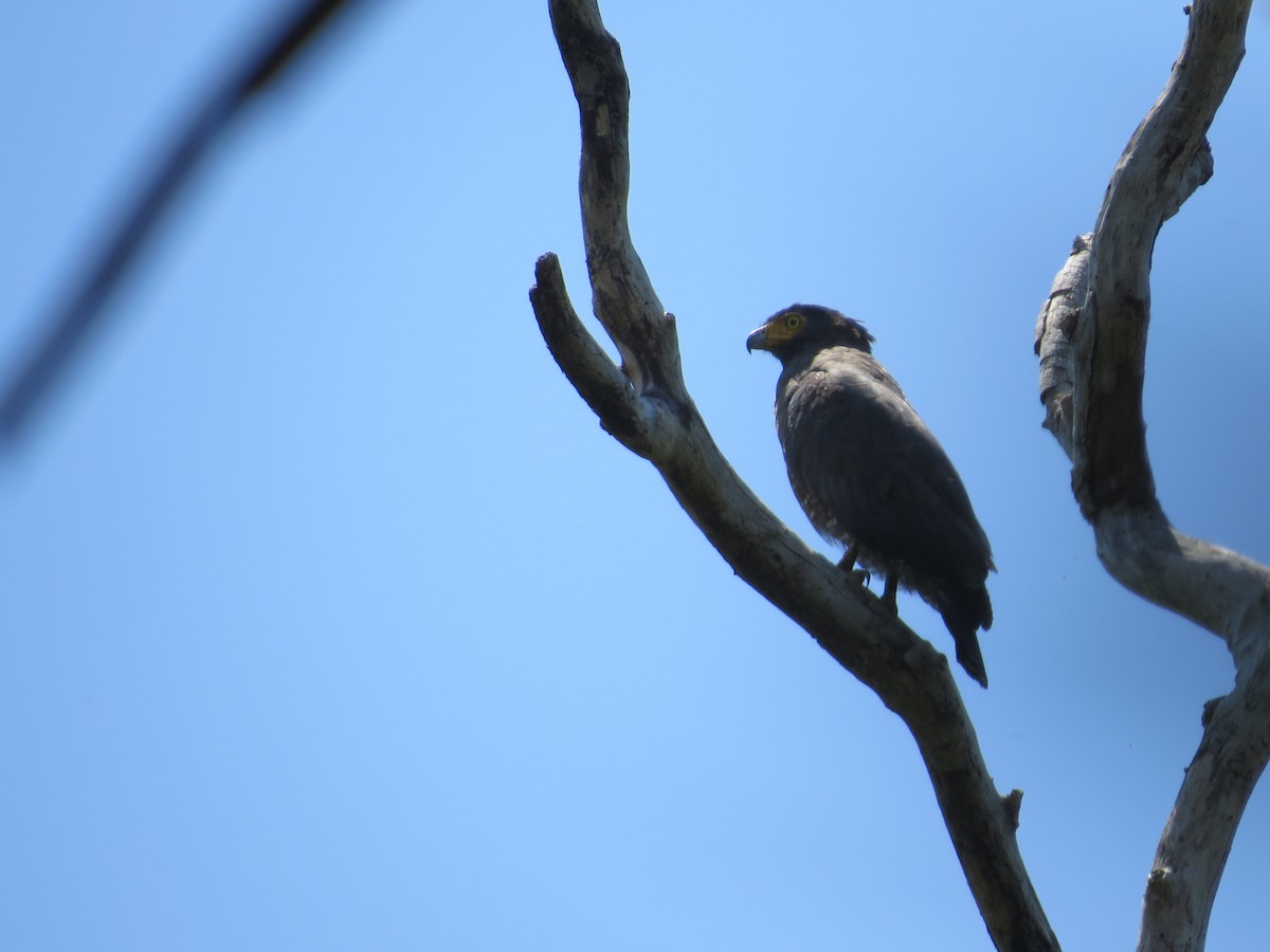 Crested Serpent-Eagle - ML187700741