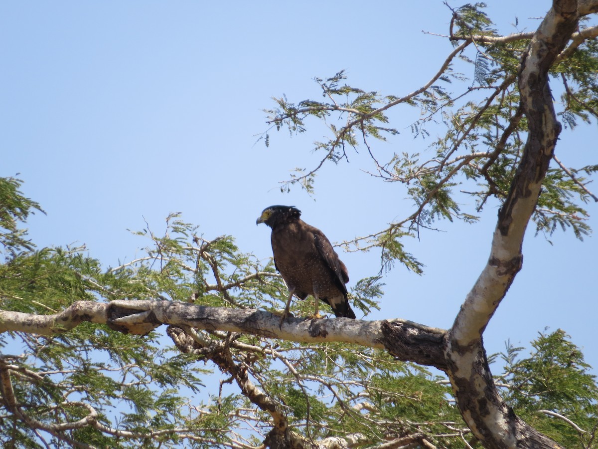 Crested Serpent-Eagle - ML187700801