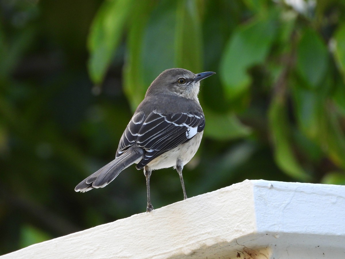 Northern Mockingbird - Mourad Jabra