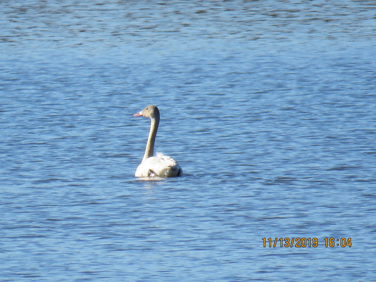 Tundra Swan - ML187704051