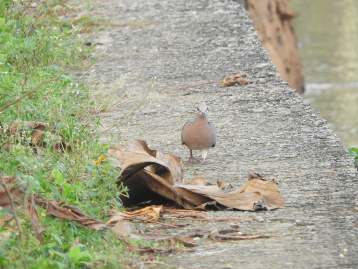 Spotted Dove - ML187704841