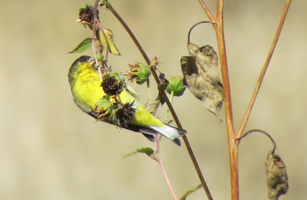 Lesser Goldfinch - ML187705701