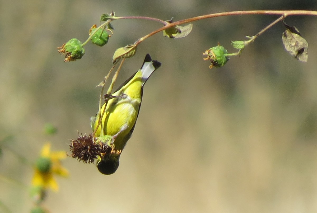 Lesser Goldfinch - ML187705801