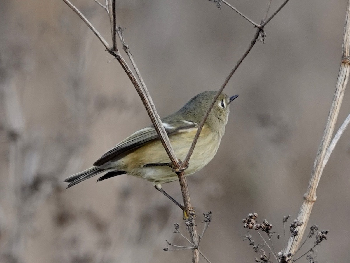 Ruby-crowned Kinglet - ML187705891