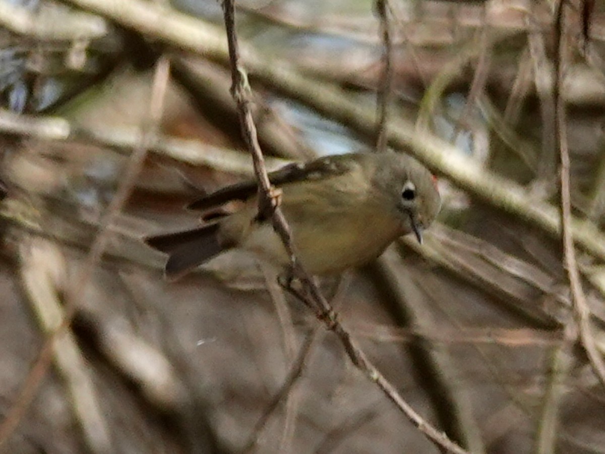 Ruby-crowned Kinglet - ML187705911