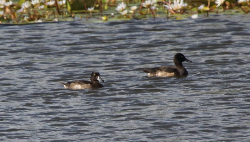Tufted Duck - ML187706311