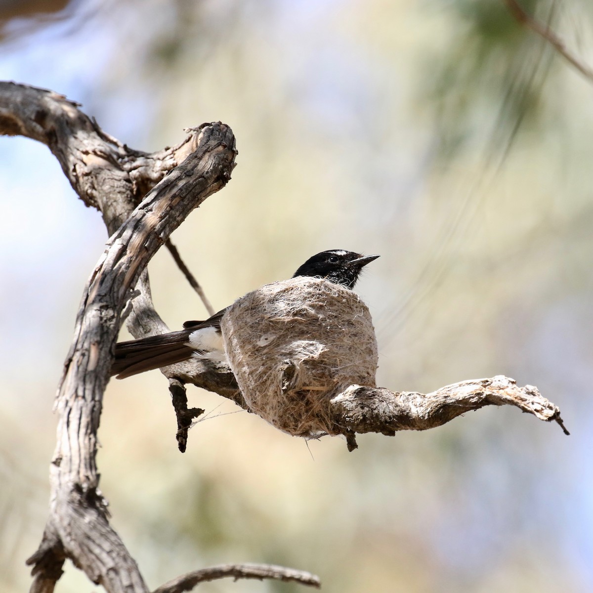 Willie-wagtail - Lindell Emerton