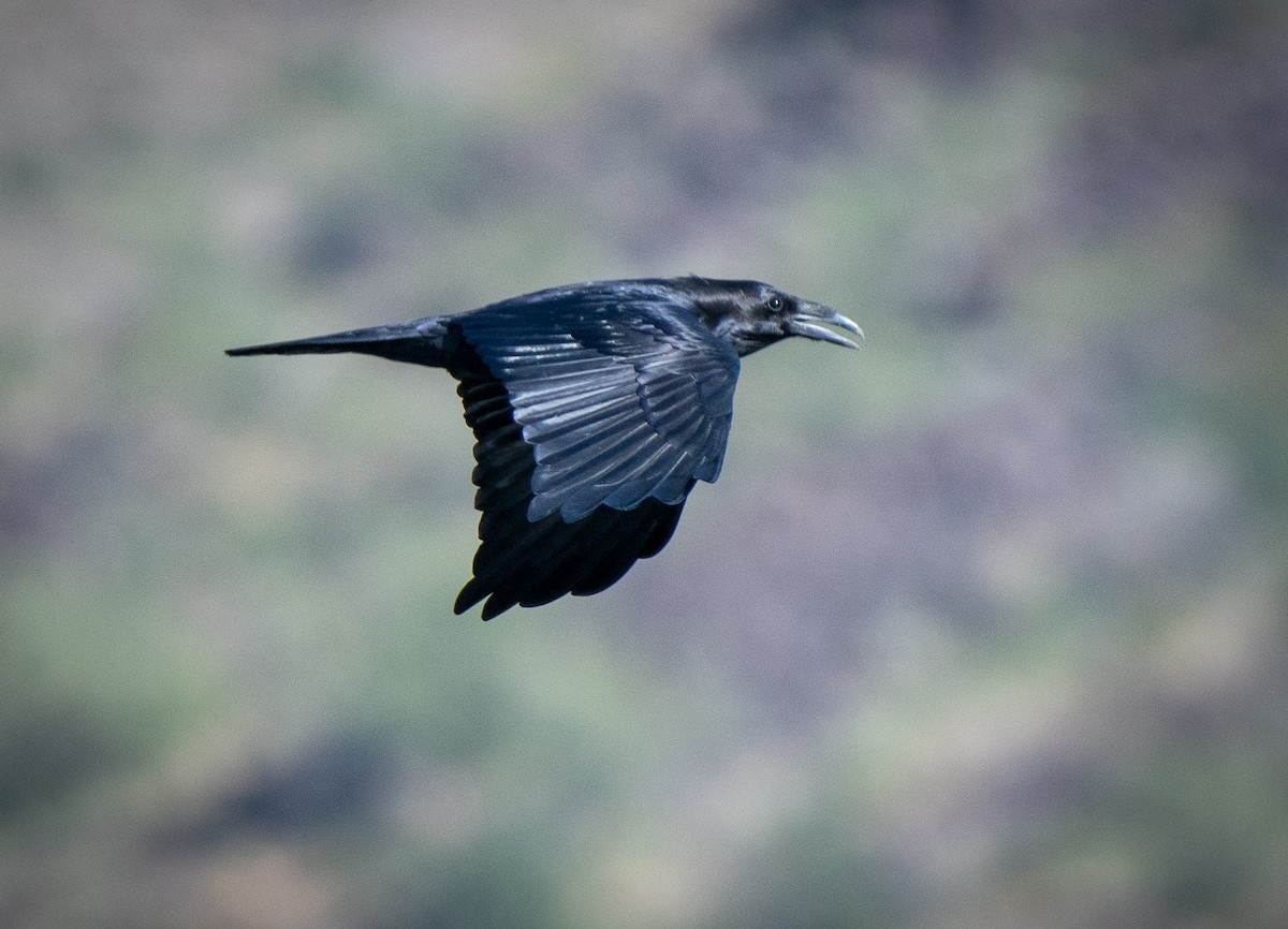 Common Raven - ML187708461