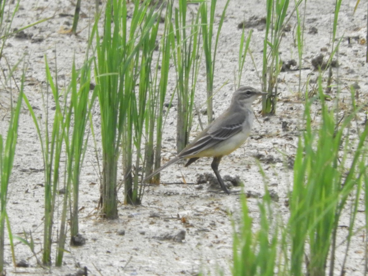 Western Yellow Wagtail - ML187709731