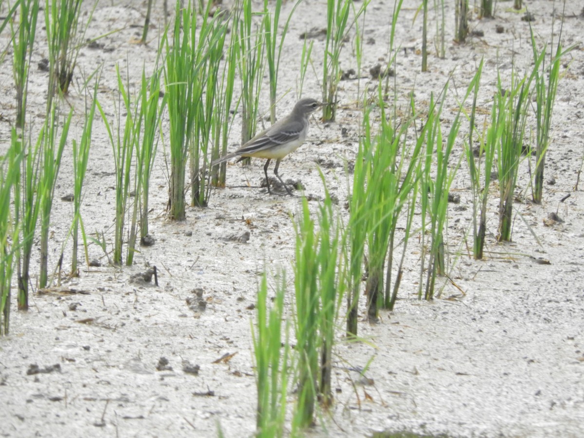 Western Yellow Wagtail - ML187709851