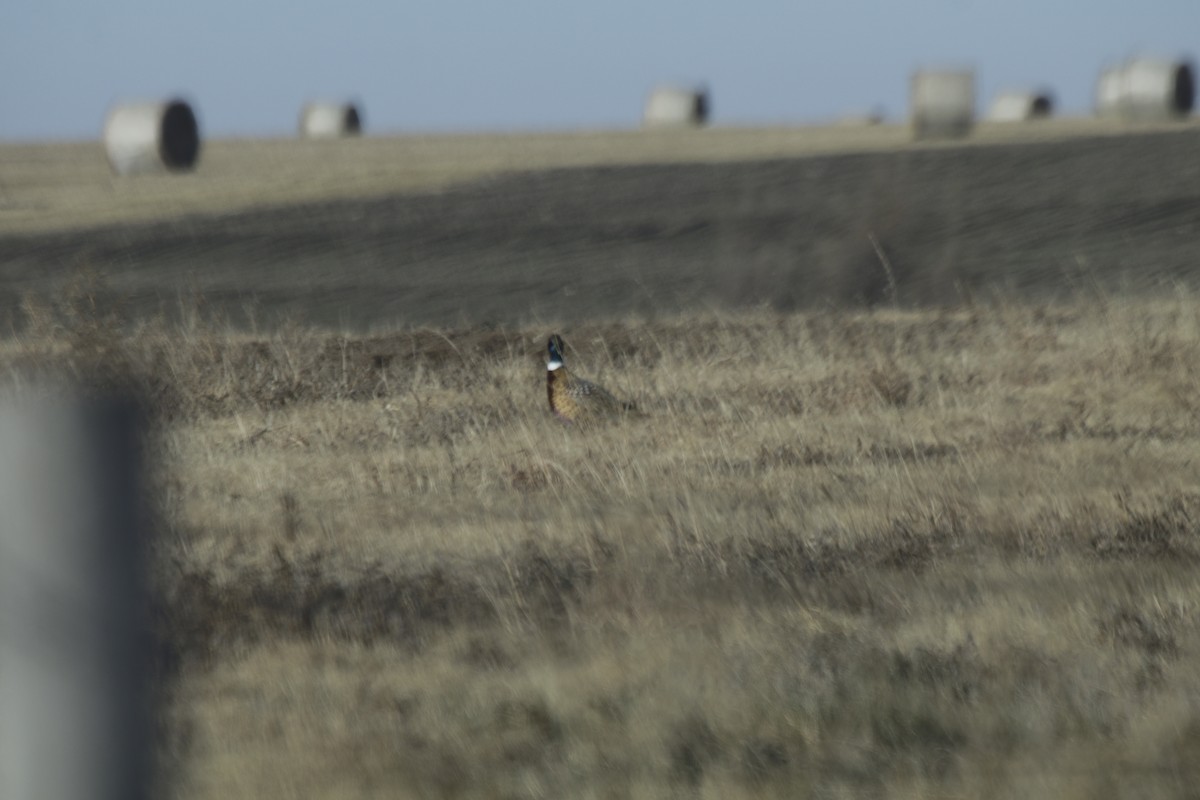 Зэрлэг гургуул - ML187709921