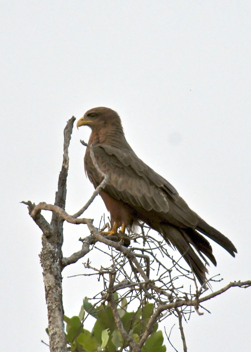 Black Kite (Yellow-billed) - ML187709961