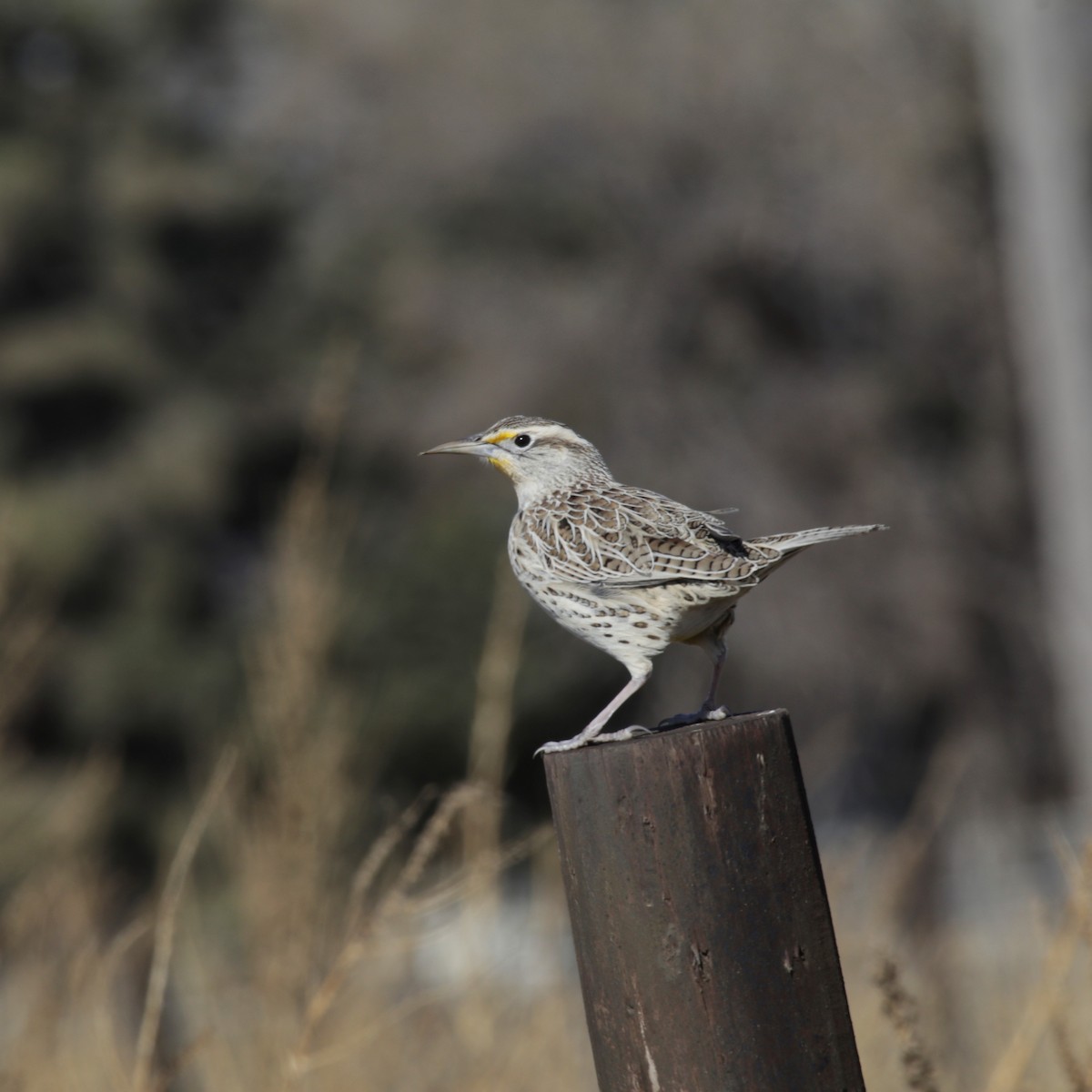 Western Meadowlark - ML187710331