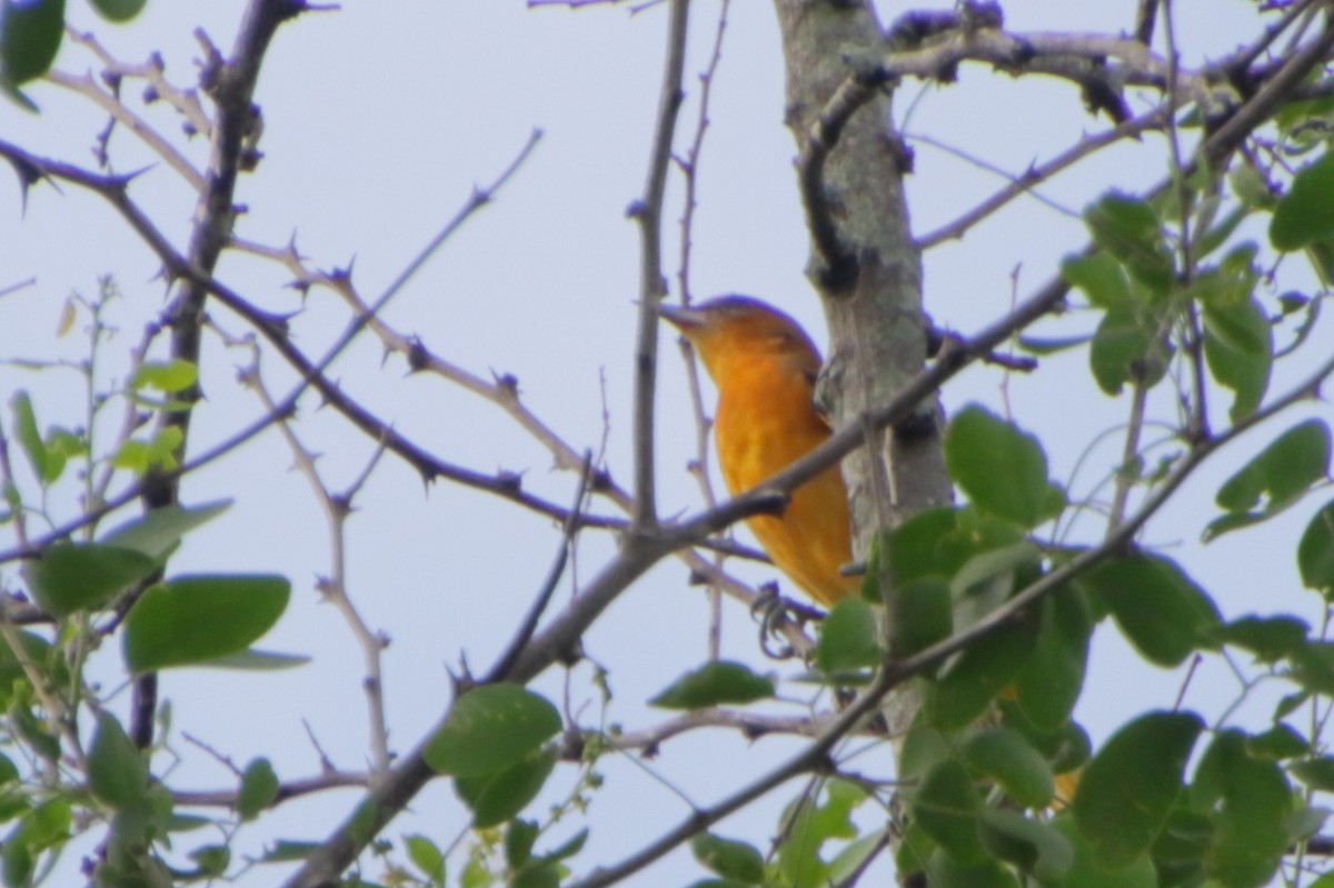 Baltimore Oriole - Ligia y Carlos Marroquín Pimentel