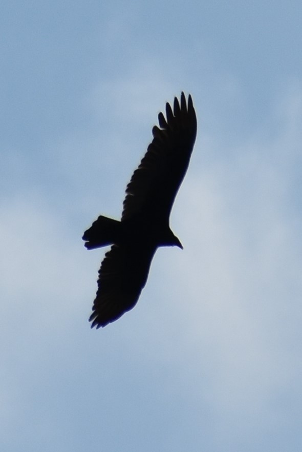 Black Vulture - ML187711521