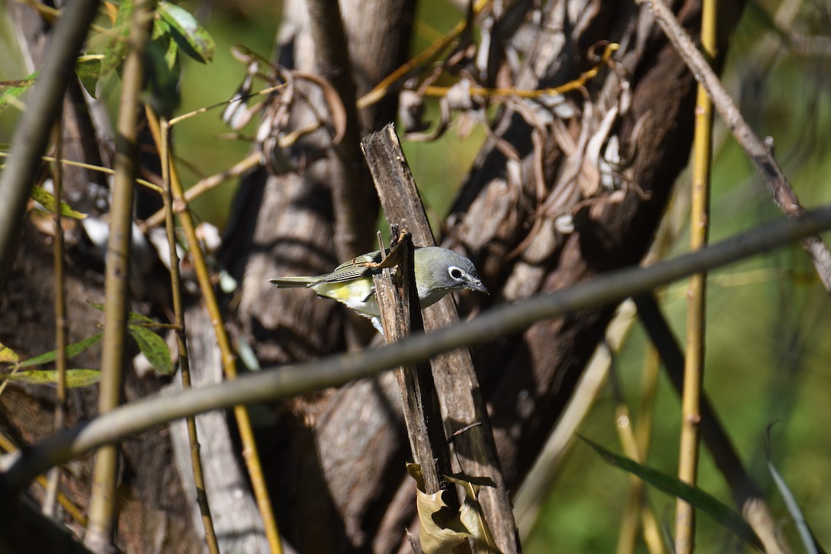 Blue-headed Vireo - ML187712121