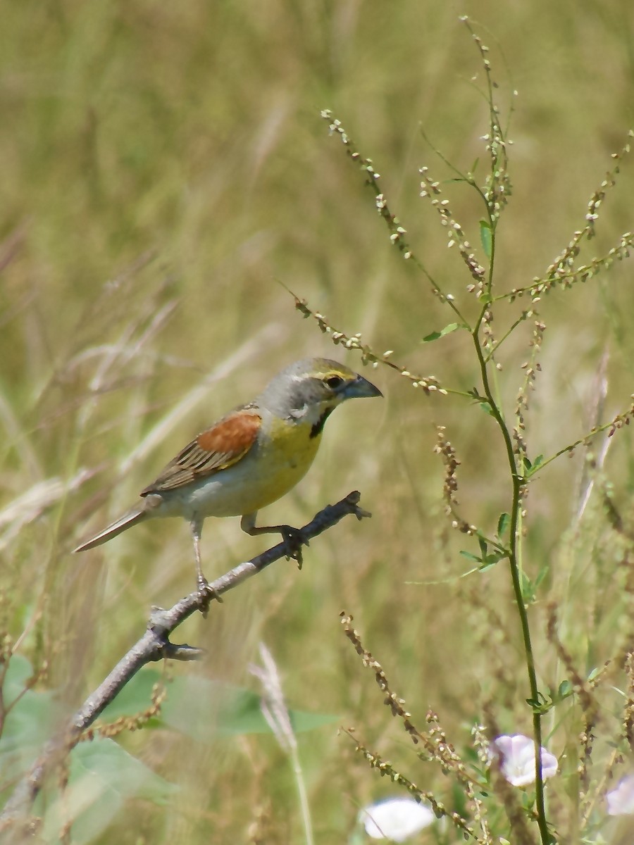 Dickcissel - Danny Tipton