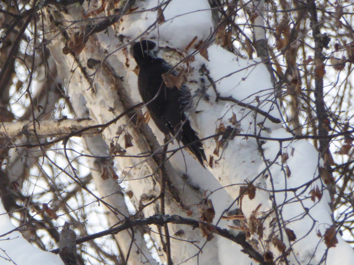 Black-backed Woodpecker - ML187712601