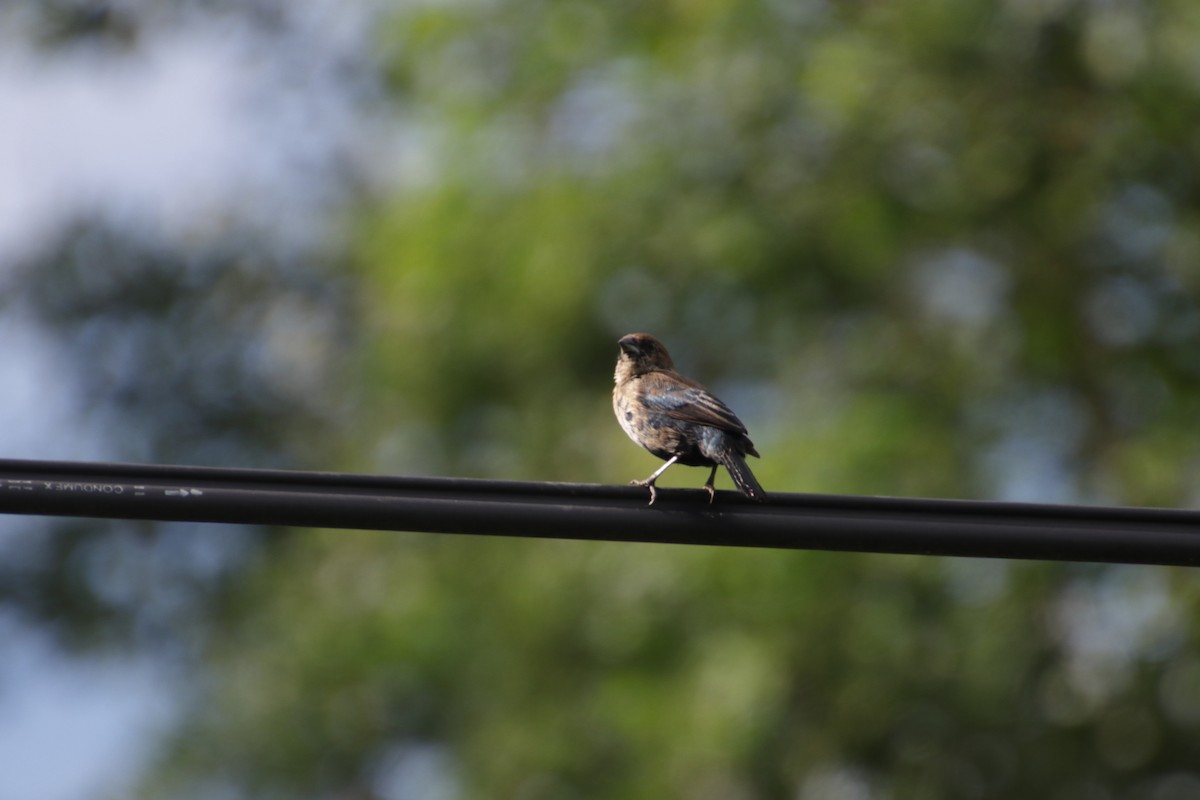 Blue-black Grassquit - Ligia y Carlos Marroquín Pimentel