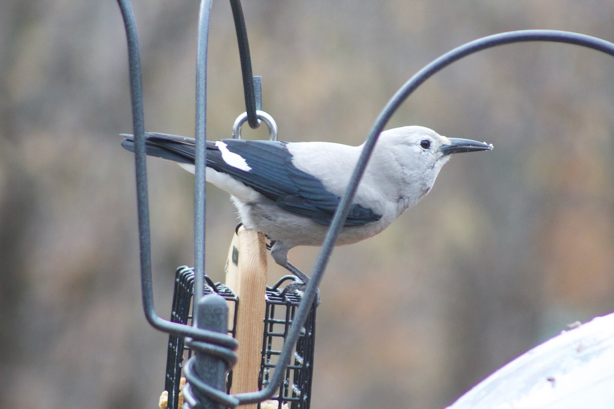 Clark's Nutcracker - ML187713091