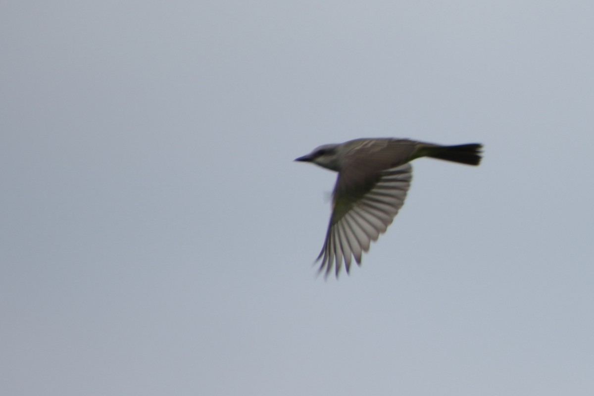 Tropical Kingbird - Ligia y Carlos Marroquín Pimentel