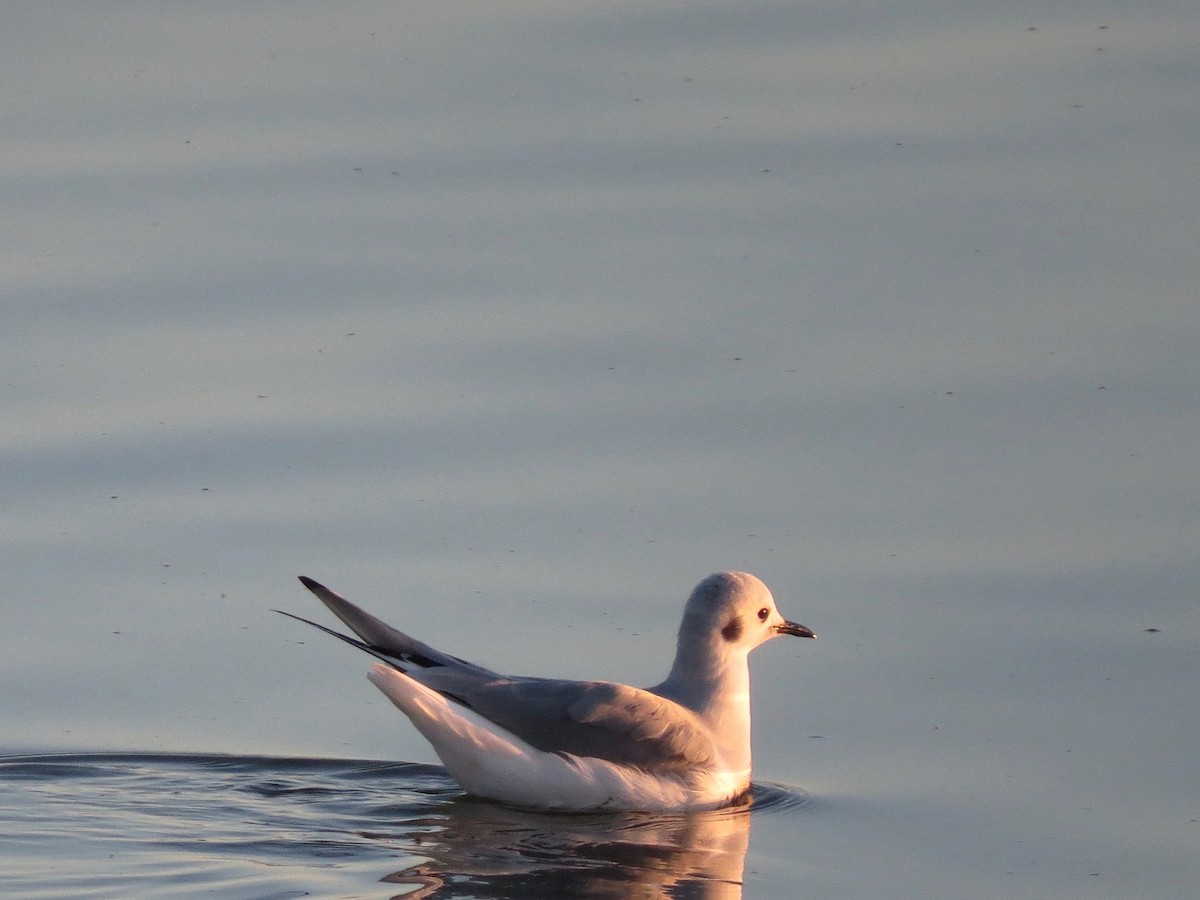 Bonaparte's Gull - ML187714651